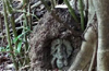 Idol of God found  beneath peepal tree in  Aivarnadu sparks curiosity